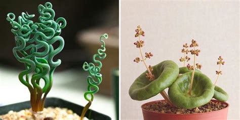 10 Strange, But Also Beautiful, Houseplants You Never Knew Existed