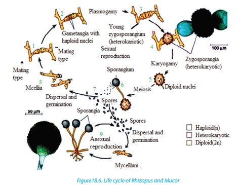 Phylum Zygomycota Life Cycle