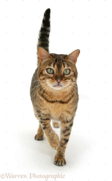 Bengal cat walking photo WP09646