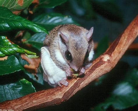 Science Museum of Virginia: Flying Squirrels Play Baseball?