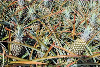 Maui Gold Pineapple Tour at the Kapalua Resort