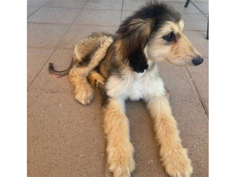 Male Afghan hound Puppies for sale Perris - Puppies for Sale Near Me