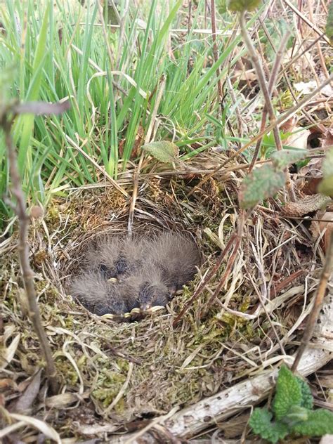 Larking Around – Wild Barley