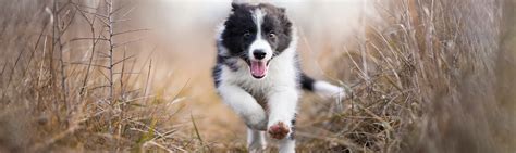 Training Your Border Collie Puppy - Border Collie Behaviourist