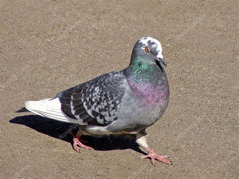 Carrier pigeon — Stock Photo © Linter #1908948