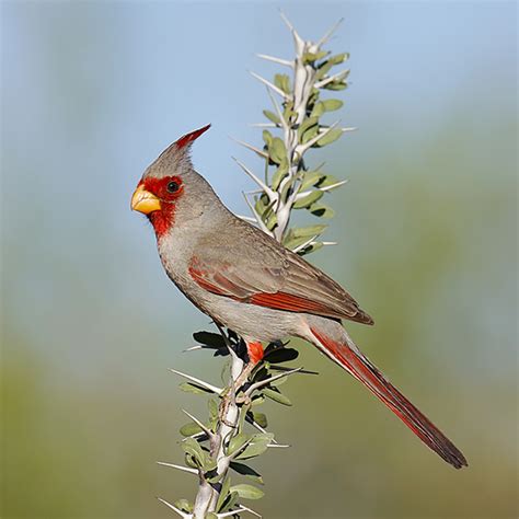 Arizona: Bird Photography in the Sky Islands - Sabrewing Nature Tours