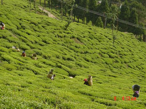 Darjeeling Tourism | Places to Visit in Darjeeling | | Darjeeling India