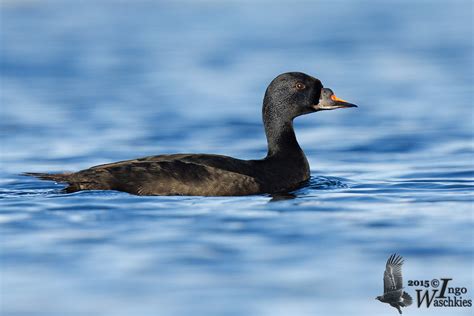 Adult male Common Scoter photo - Ingo Waschkies photos at pbase.com