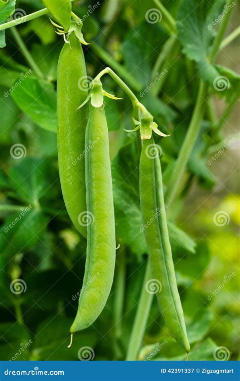 Green Pea Pods on a Pea Plant Stock Image - Image of vegetable, growing ...