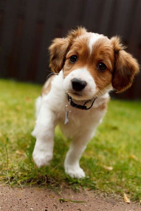 110+ Best Kooikerhondje Dog Names - The Paws