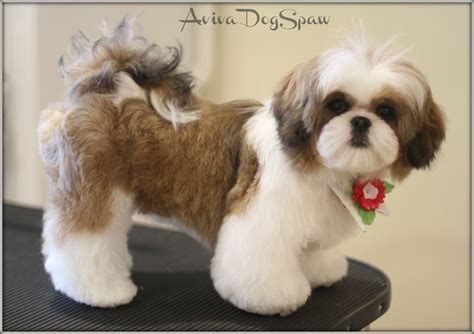 Shih Tzu Haircuts, Dog Haircuts, Shitzu Dogs Haircuts, Shih Tzu Hund ...