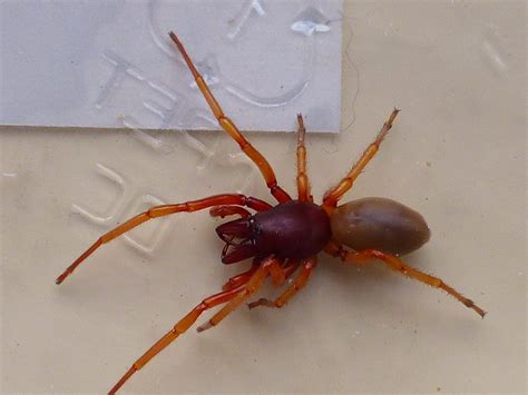 Dysdera crocata – The False Widow Spider