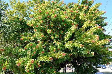 Friday's Fhotos - Invasion of the Brazillian Pepper Tree and White Ibis