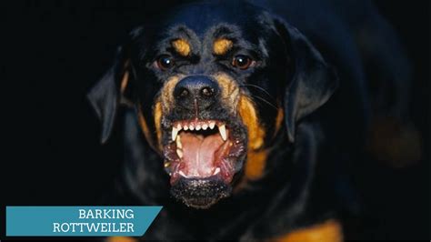 ROTTWEILER BARKING - ROTTWEILER HOWLING AND BARKING COMPILATION 2017 ...