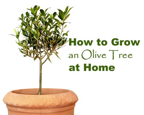 Rising Olive Bushes Indoors - Dwarf Olive Tree Care - Batang Tabon