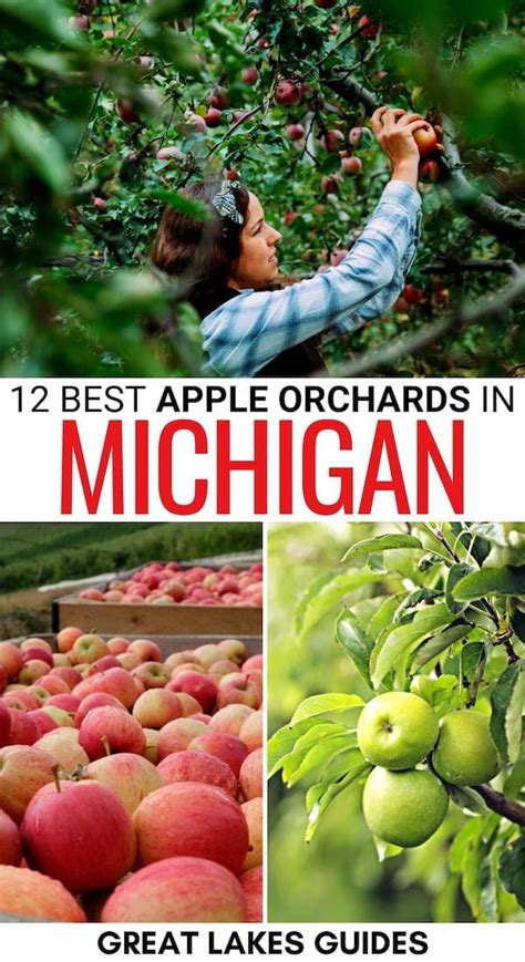 12 Best Apple Orchards in Michigan (for Fall Apple Picking!)