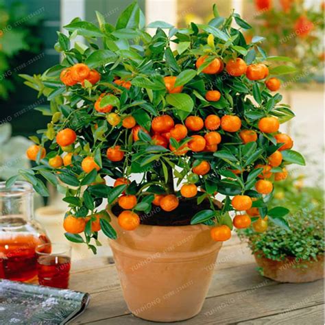 Citrus seed Bonsai Mandarin Orange Seeds Edible Fruit Bonsai Tree Seeds ...