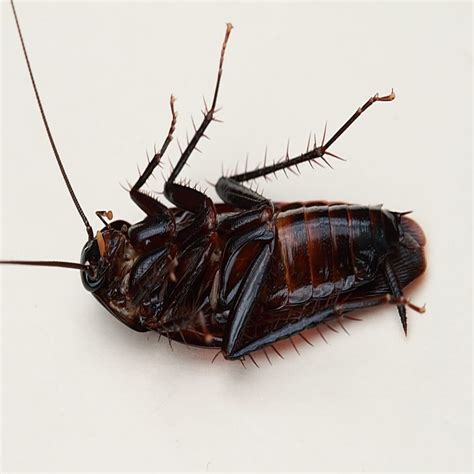 How to Identify Different Types of Cockroaches | Reader's Digest