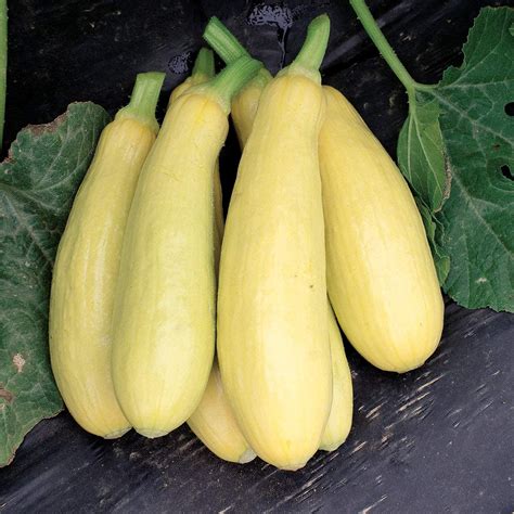 Summer Squash - Early Prolific Straightneck - St. Clare Heirloom Seeds ...