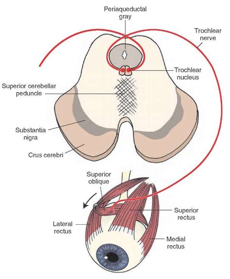 Origin and distribution of the trochlear nerve (cranial nerve IV) to the superior oblique muscle ...