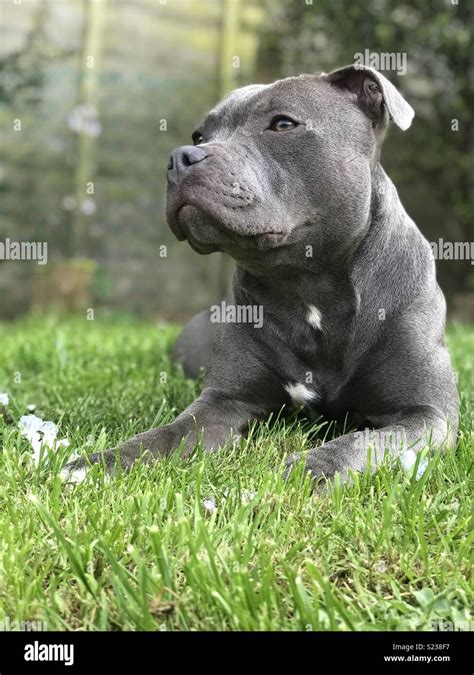 Blue staffy hi-res stock photography and images - Alamy