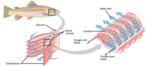 Gills evolve earlier than previously thought | K.O.I.