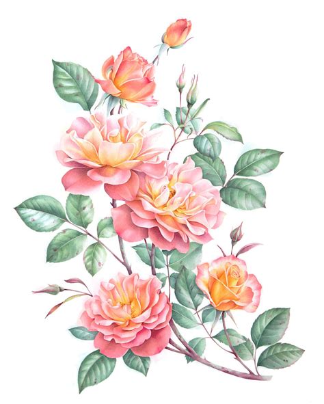 Watercolor roses on Behance | Flower drawing, Flower illustration ...