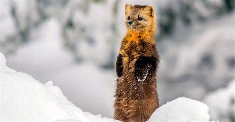 Sable Animal Pictures | A-Z Animals