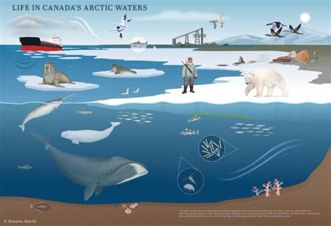 Canada S Arctic Marine Atlas Oceans North