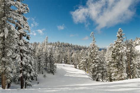 Breathtaking scenery of a snowy forest full of firs under the clear sky - Azra Magazin