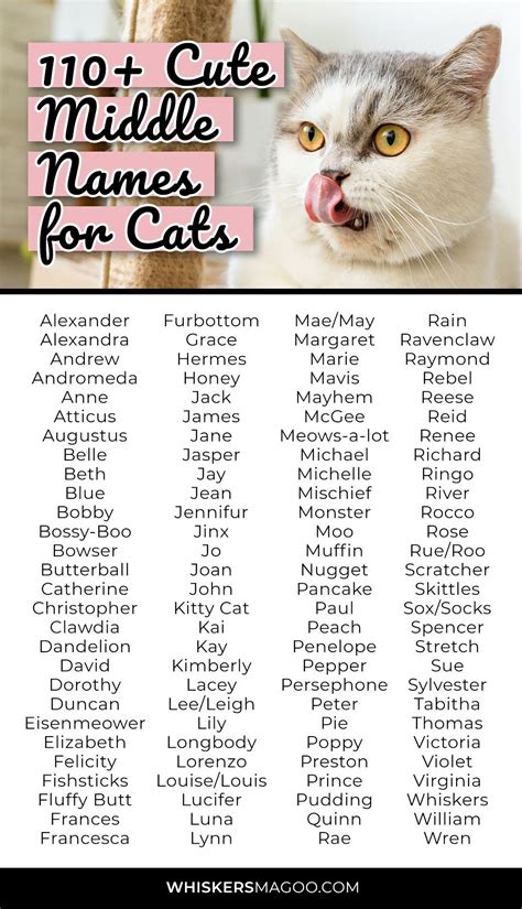 110+ Cute and Funny Middle Names for Cats - Whiskers Magoo | Funny pun ...