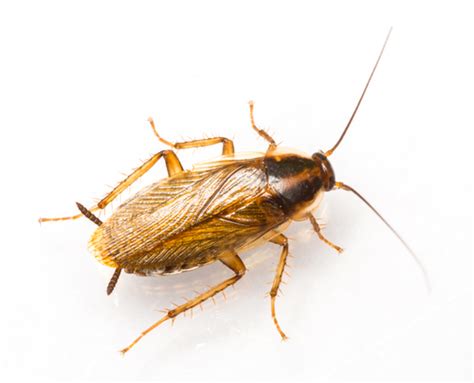 5 Signs of a German Roach Infestation and How to Get Rid of Them