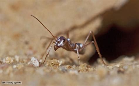 Saharan silver ant on the sand | Ants, Sahara, Animal behavior