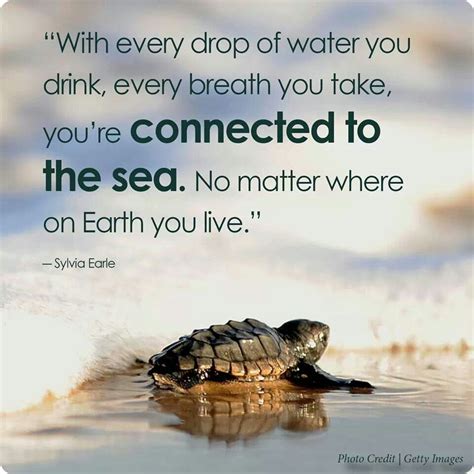 Turtles Beach Quotes. QuotesGram