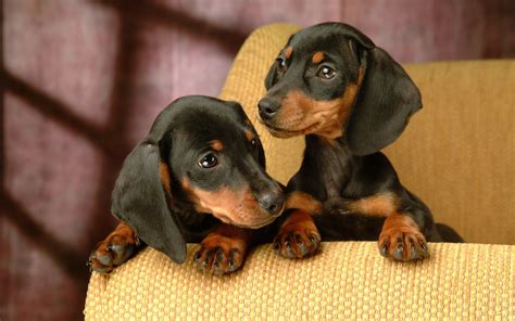 Spring Dachshund Puppies Wallpapers - Wallpaper Cave