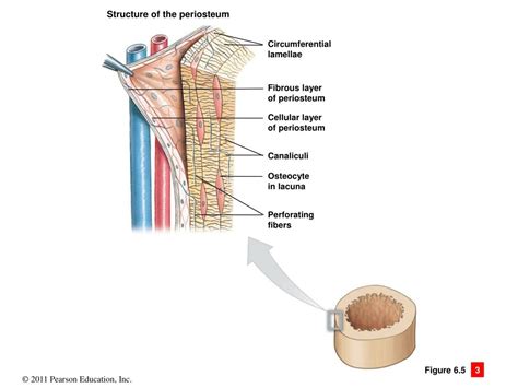 PPT - 6 Osseous Tissue and Bone Structure PowerPoint Presentation, free download - ID:2750206