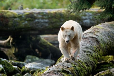 Exquisite, untouched Canadian wilderness featured on film – RCI | English