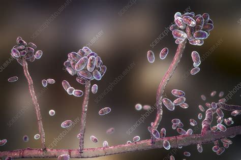 Acremonium mould fungus, illustration - Stock Image - F035/7012 - Science Photo Library