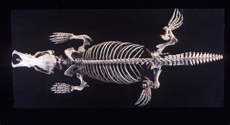 Platypus Skeleton - The Australian Museum Duck Billed Platypus, Animal Skeletons, Fossil Teeth ...