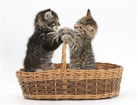 Tabby Kittens Playing In Basket by Mark Taylor