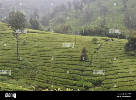 Tea Gardens in India Stock Photo - Alamy