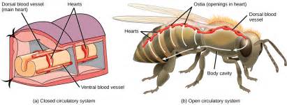 21.1. Overview of the Circulatory System – Concepts of Biology-1st ...