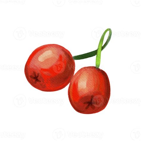 watercolor berry holly representing a Holly Christmas Plant 12995746 PNG