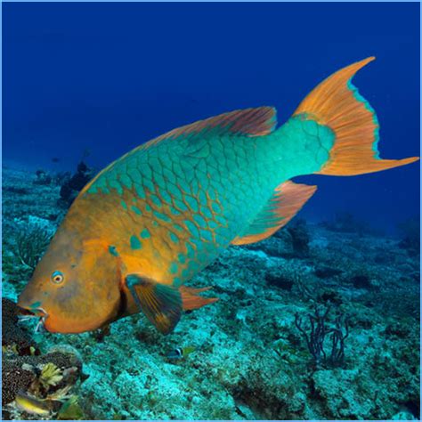 Rainbow Parrotfish | NatureRules1 Wiki | Fandom