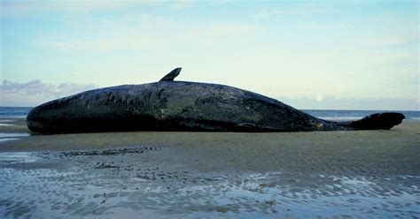 What Can You Do if You See a Beached Whale? Here's How It's Been Done