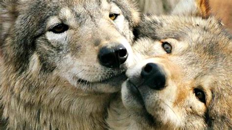 White Wolf : 10 Animals Who Mate For Life (Photos)