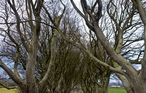 Icy Winter Hedges in the Countryside. Stock Photo - Image of freezing ...