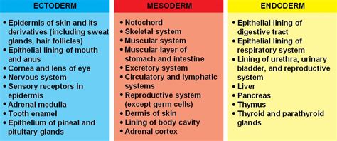 germ_layers.html 47_16GermLayers_L.jpg