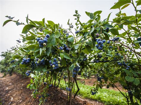 Do Blueberries Grow On Trees? [5 Blueberry Lookalike] | Garden Wisper