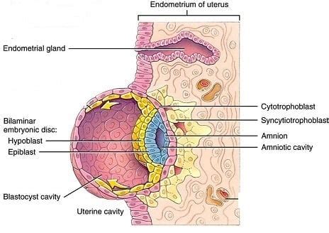 Epiblast- Development and Significance